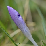krokus 02-2011 4016